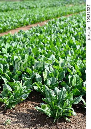 ホウレンソウ畑 50381527