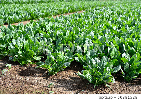 ホウレンソウ畑 ホウレンソウ畑 50381528