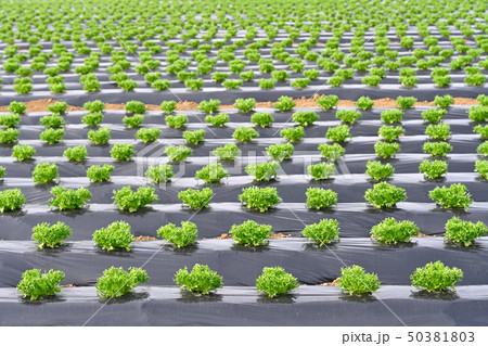 レタス畑 50381803