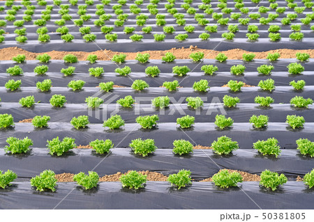 レタス畑 50381805