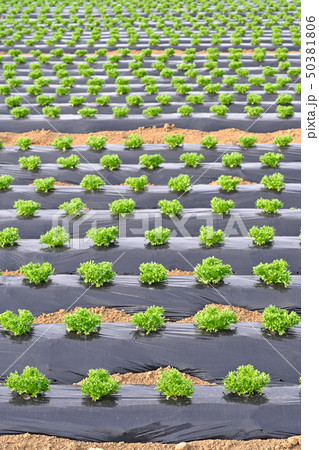 レタス畑 50381806