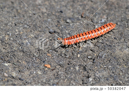 キシャヤスデ 50382047