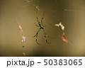 蜘蛛の巣 50383065