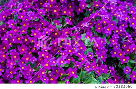 Pink primula vulgaris, primrose. Flowering Primula in the garden at spring or summer season 50383660