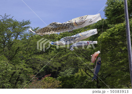 鯉のぼり 50383913