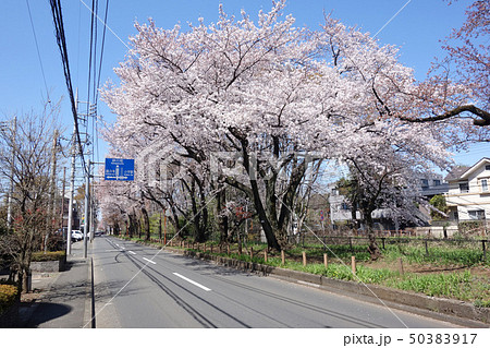 玉川上水の桜(小平市堀野中通り 喜平橋~茜屋橋) 玉川上水の桜(小平市堀野中通り 喜平橋~茜屋橋) 50383917