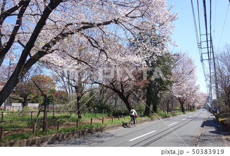 玉川上水の桜（小平市堀野中通り　喜平橋～茜屋橋） 50383919