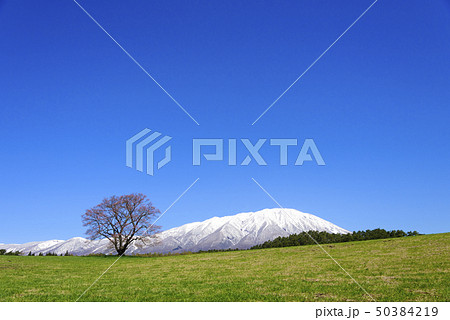 岩手山と一本桜の風景(岩手県雫石町) 岩手山と一本桜の風景(岩手県雫石町) 50384219