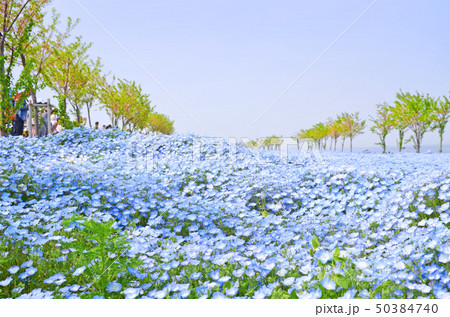 ネモフィラの花が咲き誇る大阪まいしまシーサイドパークの風景 ネモフィラの花が咲き誇る大阪まいしまシーサイドパークの風景 50384740