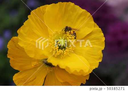 ポピーとミツバチ ・。+:*Poppy*+。:*.◦・ ポピーとミツバチ ・。+:*Poppy*+。:*.◦・ 50385271