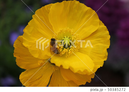 ポピーとミツバチ ・。+:*Poppy*+。:*.◦・ ポピーとミツバチ ・。+:*Poppy*+。:*.◦・ 50385272