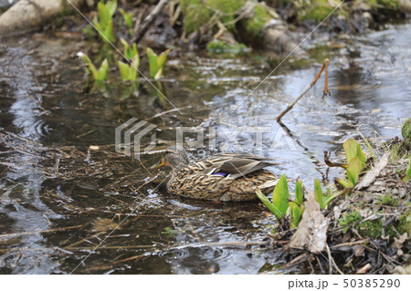 マガモ マガモ 50385290