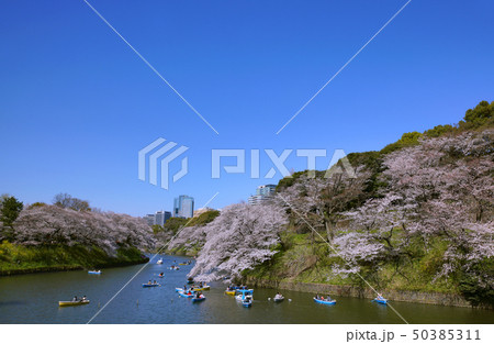 日本の東京都市景観　千鳥ヶ淵・桜を望む（ボートで花見） 50385311