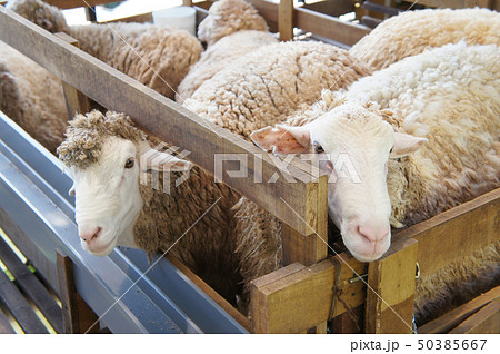 Sheeps from selected breeds livestock 50385667