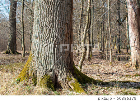 big tree in spring forest 50386379