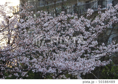 団地の桜 50386489