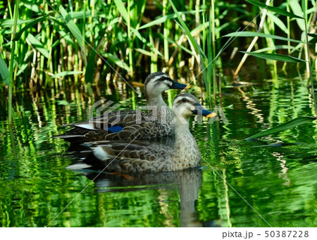 初夏の池畔 カルガモのカップル 初夏の池畔 カルガモのカップル 50387228