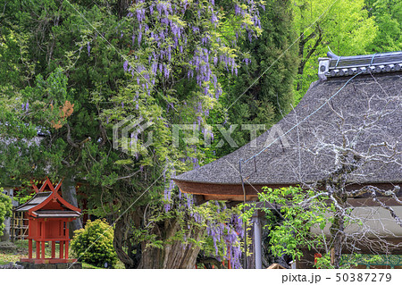 春日大社 藤 50387279