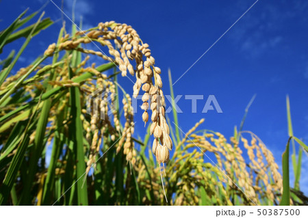 秋の実りとバッタ 50387500