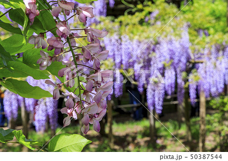 春日大社 萬葉植物園 春日大社 萬葉植物園 50387544