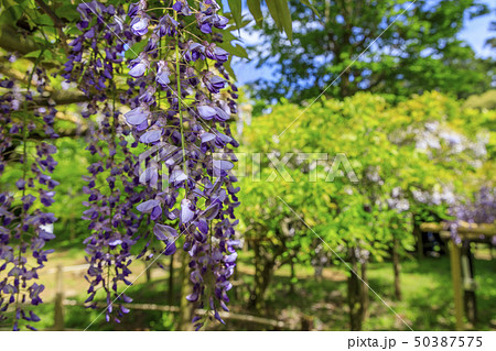 春日大社　萬葉植物園 50387575