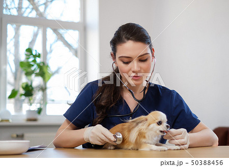 Veterinary surgeon and chihuahua dog at vet clinic 50388456