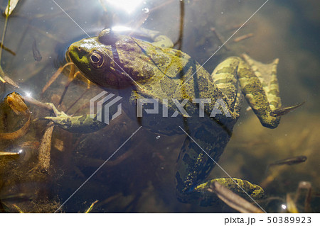 Green frog with tadpoles in water 50389923