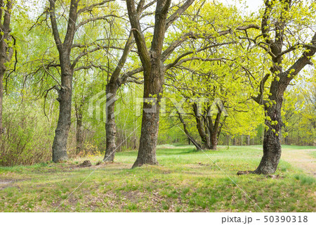 Green park with oak trees Green park with oak trees 50390318