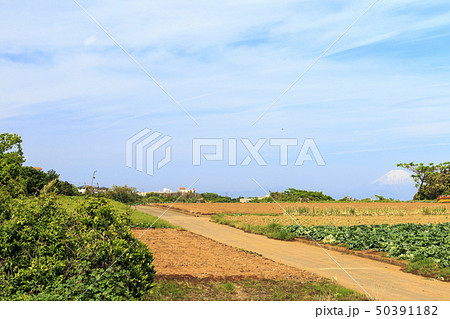 畑（春） 50391182