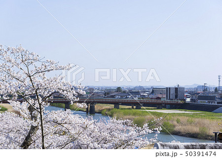 涌谷町内　江合川　桜　春　橋　橋梁 50391474