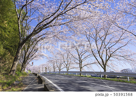 桜並木 並木道 道路 東北 宮城 涌谷町の写真素材 桜並木 並木道 道路 東北 宮城 涌谷町の写真素材