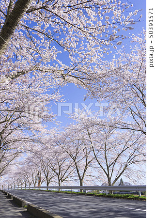 桜並木 並木道 道路 東北 宮城 涌谷町の写真素材