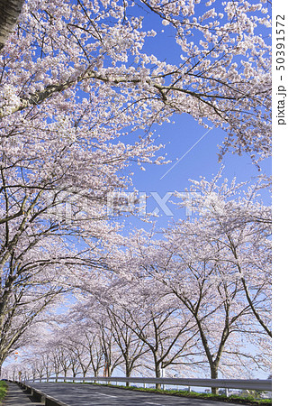 桜並木　並木道　道路　東北　宮城　涌谷町 50391572