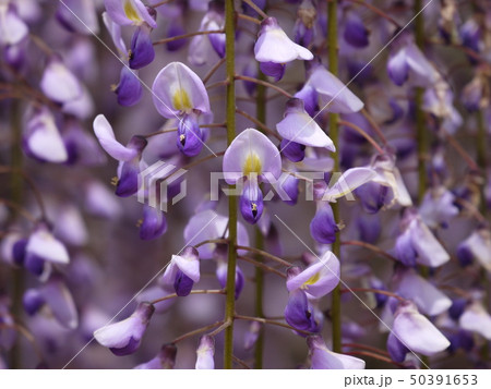 藤　妙福寺の藤まつり　大藤 50391653