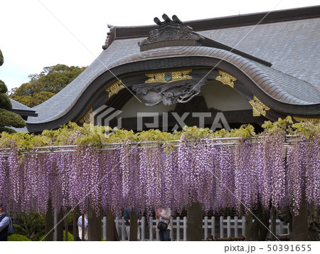 藤　妙福寺の藤まつり　大藤 50391655
