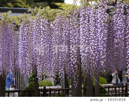 藤 妙福寺の藤まつり 大藤 藤 妙福寺の藤まつり 大藤 50391656