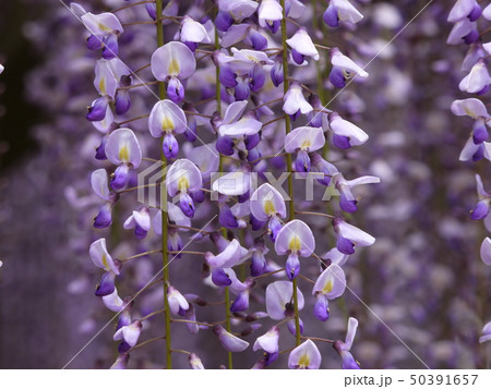 藤 妙福寺の藤まつり 大藤 藤 妙福寺の藤まつり 大藤 50391657