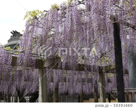 藤 妙福寺の藤まつり 大藤 藤 妙福寺の藤まつり 大藤 50391660
