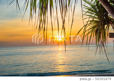 Sunset at tropical beach with palms Sunset at tropical beach with palms 50391874