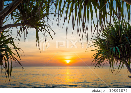 Sunset at tropical beach with palms Sunset at tropical beach with palms 50391875