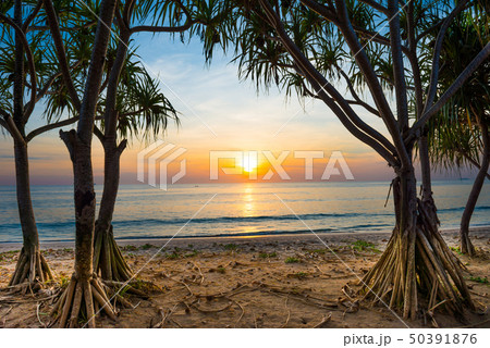 Sunset at tropical beach with palms Sunset at tropical beach with palms 50391876