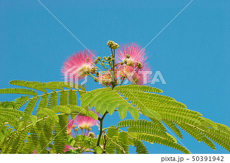 Flowers of acacia (Albizzia julibrissin) 50391942