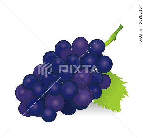 葡萄のイラスト ブドウ 巨峰 ピオーネ 夏の果物 食べ物 ベクターデータのイラスト素材