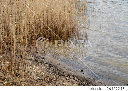 水辺のアシ 50392253