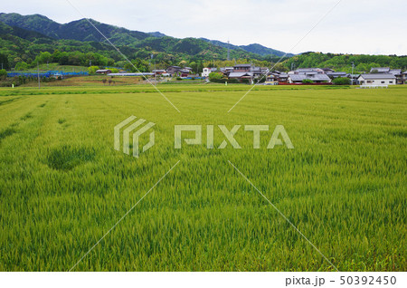 小麦畑と田園風景 50392450