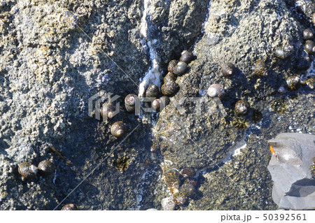 粟島の岩場にいる巻貝 粟島の岩場にいる巻貝 50392561