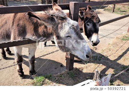 動物園のロバ 群馬サファリパークの写真素材