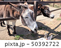 動物園のロバ、群馬サファリパーク 50392722