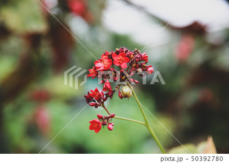花 植物 赤い花 50392780