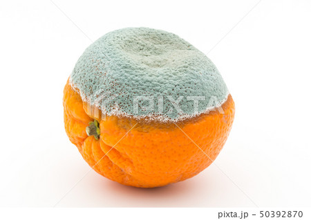 マンダリンミカンに感染したペニシリウム・イタリカム　アオカビ　青かび　青カビ　ミカン 50392870